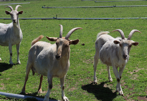 Female Goats 1.jpg